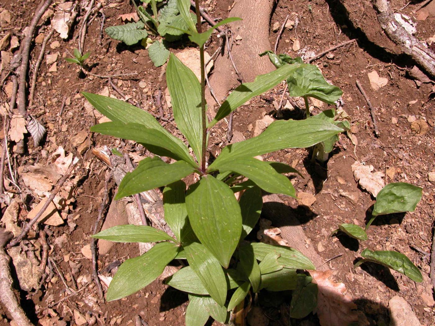 Lily, Martagon leaf